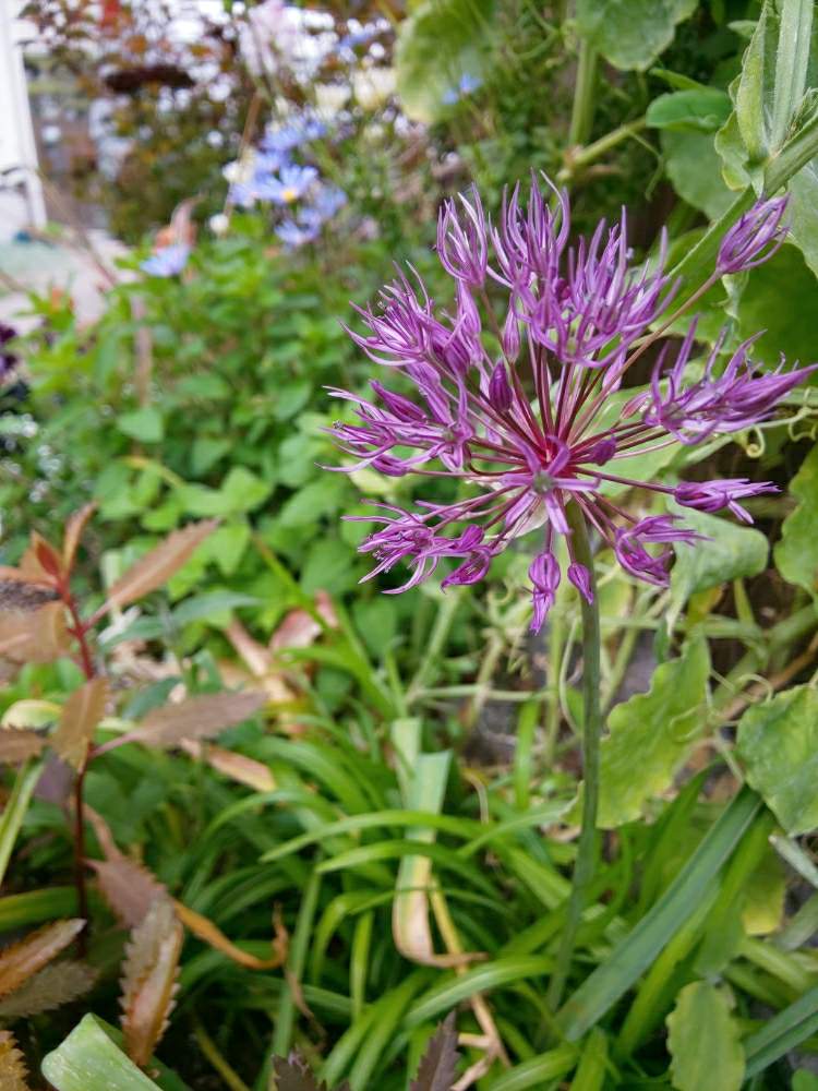 ブルーデイジーの投稿画像 By Kuro Riさん アリウム パウダーパフとkuro Riの花壇とgs映えとナチュラルガーデンと三重県と小さな幸せ とズボラガーデナーとナチュラルスタイルと花のある暮らしと植えっぱなし球根と球根植物と紫の花と花も多肉も好き 19月5月9日