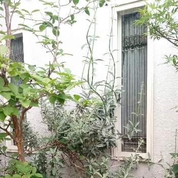 カリフォルニアホワイトセージの投稿画像一覧 Greensnap グリーンスナップ