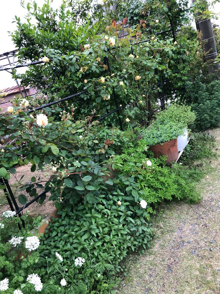 つるバラのある庭の投稿画像 By ふうはるかあさんさん ハーブを暮らしにといい香りと花のある暮らしと白い花 19月5月9日 Greensnap グリーンスナップ