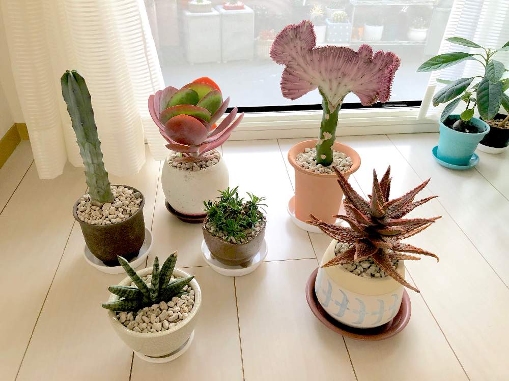 竜神木の投稿画像 By Co2さん 唐印とユーフォルビアマハラジャとアロエフラミンゴと峨眉山とサンスベリアボンセレンシスと多肉植物とアロエフラミンゴ と観葉植物とベランダ多肉と植え替えとアロエ属と多肉女子 19月5月9日 Greensnap グリーンスナップ