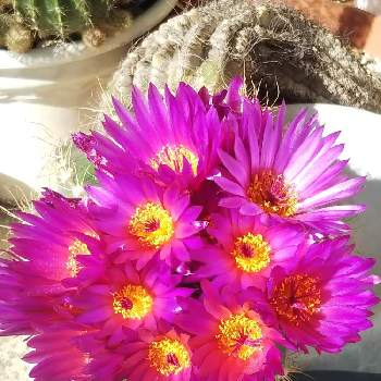 すみれ丸♪の画像 by yumichikeaiさん | 小さな庭とサボテン科とすみれ丸♪と今日のお花と多肉植物とサボテンとサボテンの花