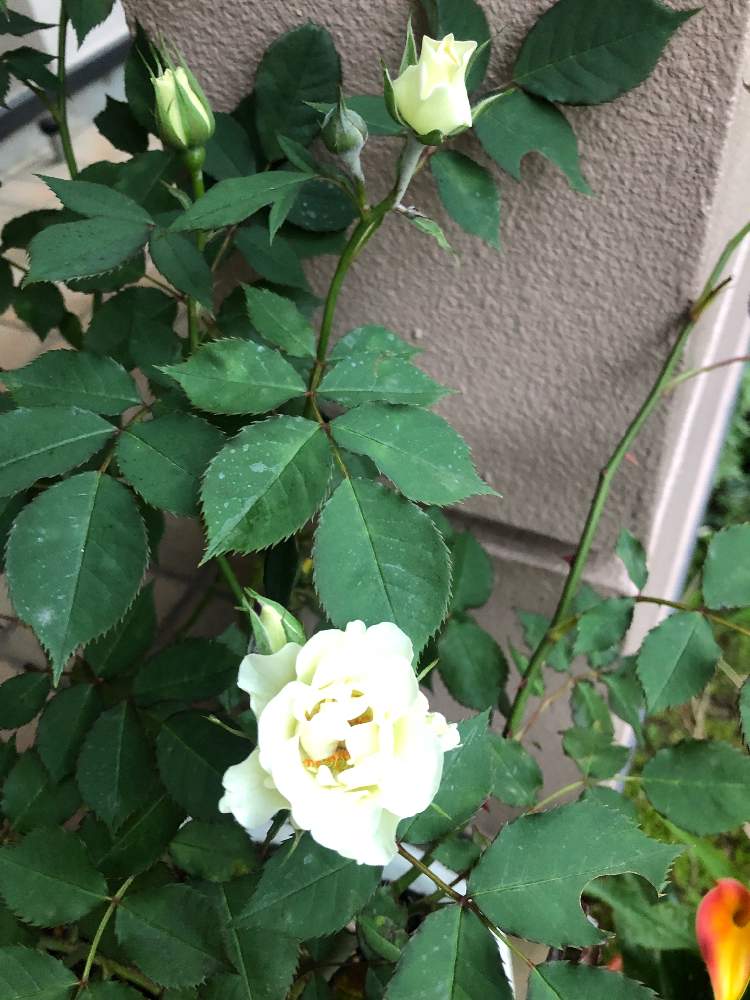 バラ 緑光の投稿画像 By ハーブティーさん 開花と薔薇に魅せられて 19月5月9日 Greensnap グリーンスナップ