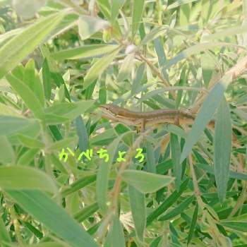 かべちょろの投稿画像一覧 Greensnap グリーンスナップ