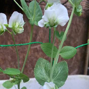 スナップエンドウの花 の投稿画像一覧 Greensnap グリーンスナップ