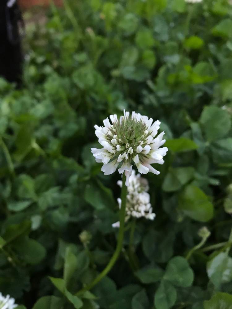 シロツメクサの投稿画像 By 陸奥さん 19月5月9日 Greensnap グリーンスナップ