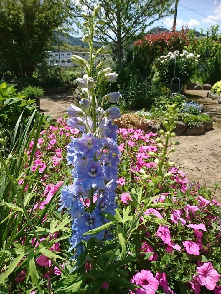適当ガーデンの投稿画像 By ぶっきーさん 今日の庭とペチュニア マジックピンクと我が家の花壇と デルフィニウム 19月5月9日 Greensnap グリーンスナップ