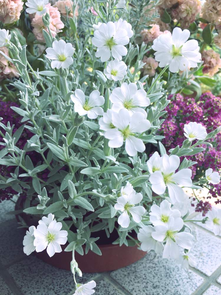 可愛い 艸 の投稿画像 By アニエスさん ガーデニングと癒し と花のある暮らしと白い花と花とみどり 19月5月9日 Greensnap グリーンスナップ