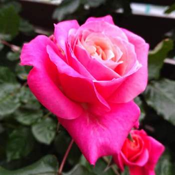 プリンセスチチブの画像 by のりちゃんさん | 小さな庭とプリンセスチチブと赤バラとスマホ撮影とピンクのバラ♡と四季咲きと色あざやか