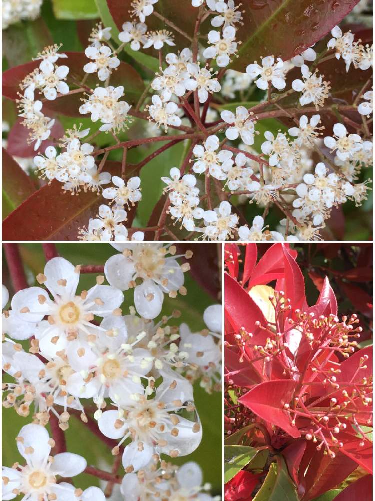 レッドロビンの投稿画像 By えみちゃんさん 近所の公園と可愛い花と花撮りウオーキング 19月5月9日 Greensnap グリーンスナップ