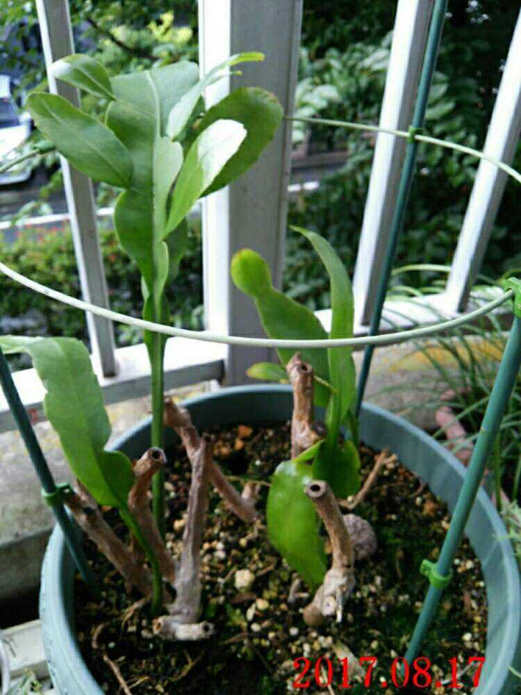 月下美人 復活 Greensnap グリーンスナップ