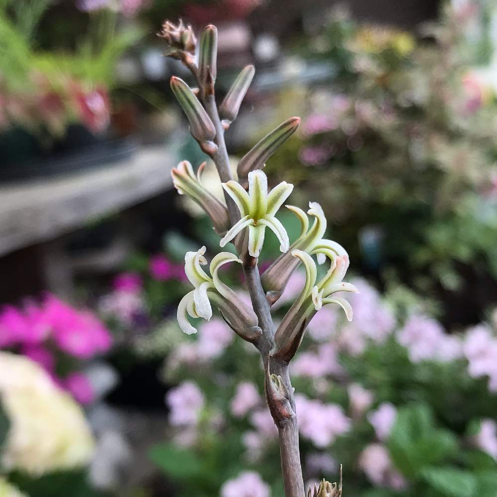 開花の投稿画像 By Takakoさん 自然とおもしろいと癒しとオシャレとgs映えと美しいと綺麗と多肉女子と見つけた と可愛いと花のある暮らしと星の形 と小さいとおもしろい形と素敵 19月5月9日 Greensnap グリーンスナップ