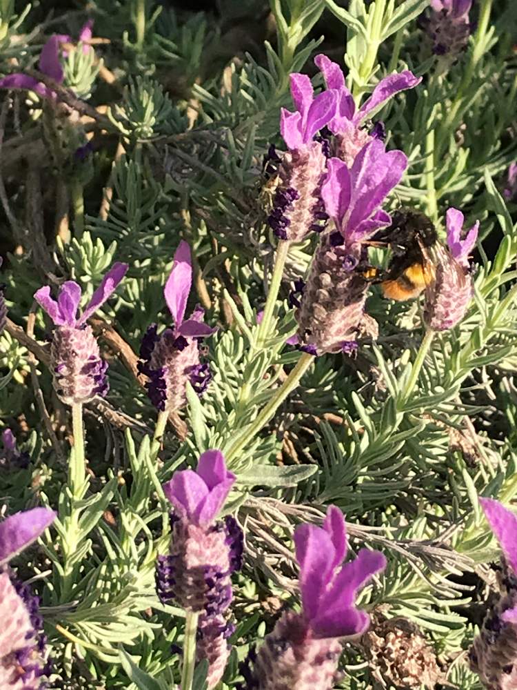 フレンチラベンダーの投稿画像 By ななさん ラベンダーとプチ家庭菜園と家庭菜園とハーブとミツバチとハチ さんと花のある暮らしと家庭菜園奮闘日記とハーブ好きとハーブ大好きと紫の花とムラサキの花とラベンダーの香り 19月5月9日 Greensnap グリーンスナップ