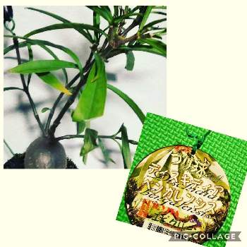 蟻玉の投稿画像一覧 Greensnap グリーンスナップ