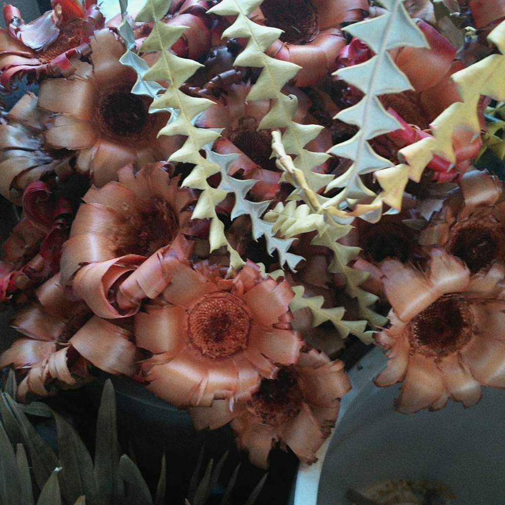 バンクシアの葉の投稿画像 By くろのわーるんさん ドライフラワーアレンジとドライフラワーと花のある暮らしとお出かけ先とドライフラワーアレンジとドライフラワーと花のある暮らし 19月5月10日 Greensnap グリーンスナップ Greensnap グリーンスナップ バンクシアの葉の投稿画像 By くろのわーるんさん ドライフラワーアレンジとドライフラワーと花のある暮らしとお出かけ先とドライフラワーアレンジとドライフラワーと花のある暮らし 19月5月10日 Greensnap グリーンスナップ Greensnap グリーンスナップ