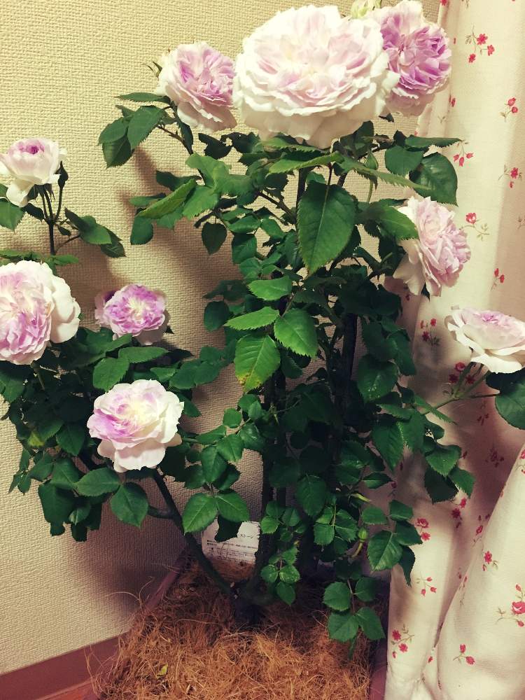 バラ ブルームーンストーンの投稿画像 By ここさん ブルームーンストーンとばら バラ 薔薇と薔薇に魅せられてときれいと今日の一枚と河本バラ 園と河本ローズと花のある暮らしと薔薇 と咲いた 19月5月10日 Greensnap グリーンスナップ