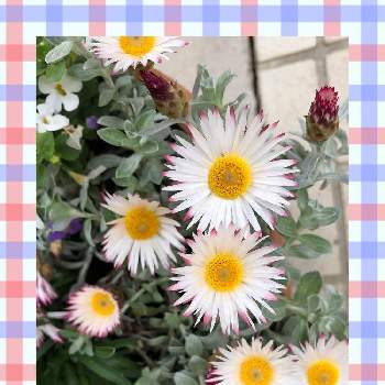 ヘリクリサム シルバーキャンドルの投稿画像一覧 Greensnap グリーンスナップ