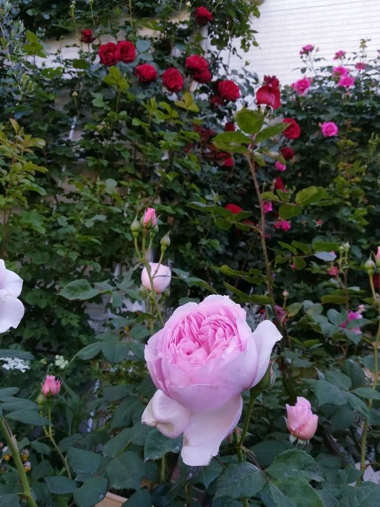 つるローズうららの投稿画像 By Puttinさん バラ ドンファンとバラ ジ エンシェントマリナーと小さな庭と鉢バラとつるバラ壁面誘引とばら バラ 薔薇と手作りの庭とピンクのバラ とマイガーデンとつるバラとイングリッシュ ローズとガーデニングと花のある暮らしとバラ