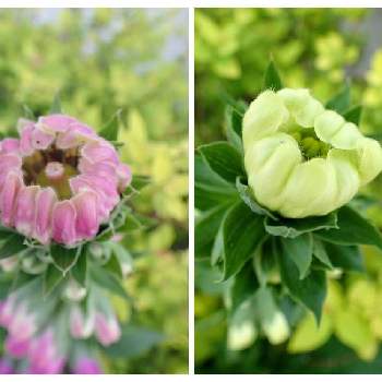 ジギタリス,キュンキュン乙女倶楽部,紫の花も好き,白い花も好き,ジギタリス・プルブレア・モンストローサの画像