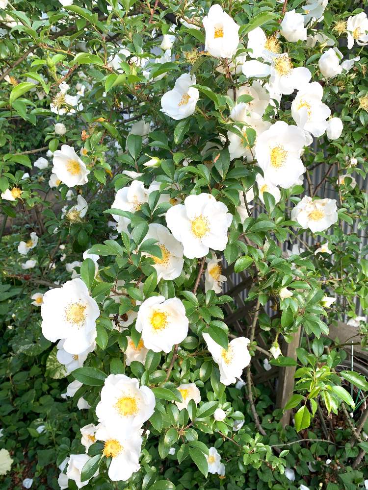 ナニワイバラの投稿画像 By びよびよ半兵衛さん ばら バラ 薔薇と白いバラと一重のバラとバラが咲いたよとgs映えとバラ が好きと花のある暮らしとナニワイバラ と白い花とバラ ミニバラ 19月5月10日 Greensnap グリーンスナップ