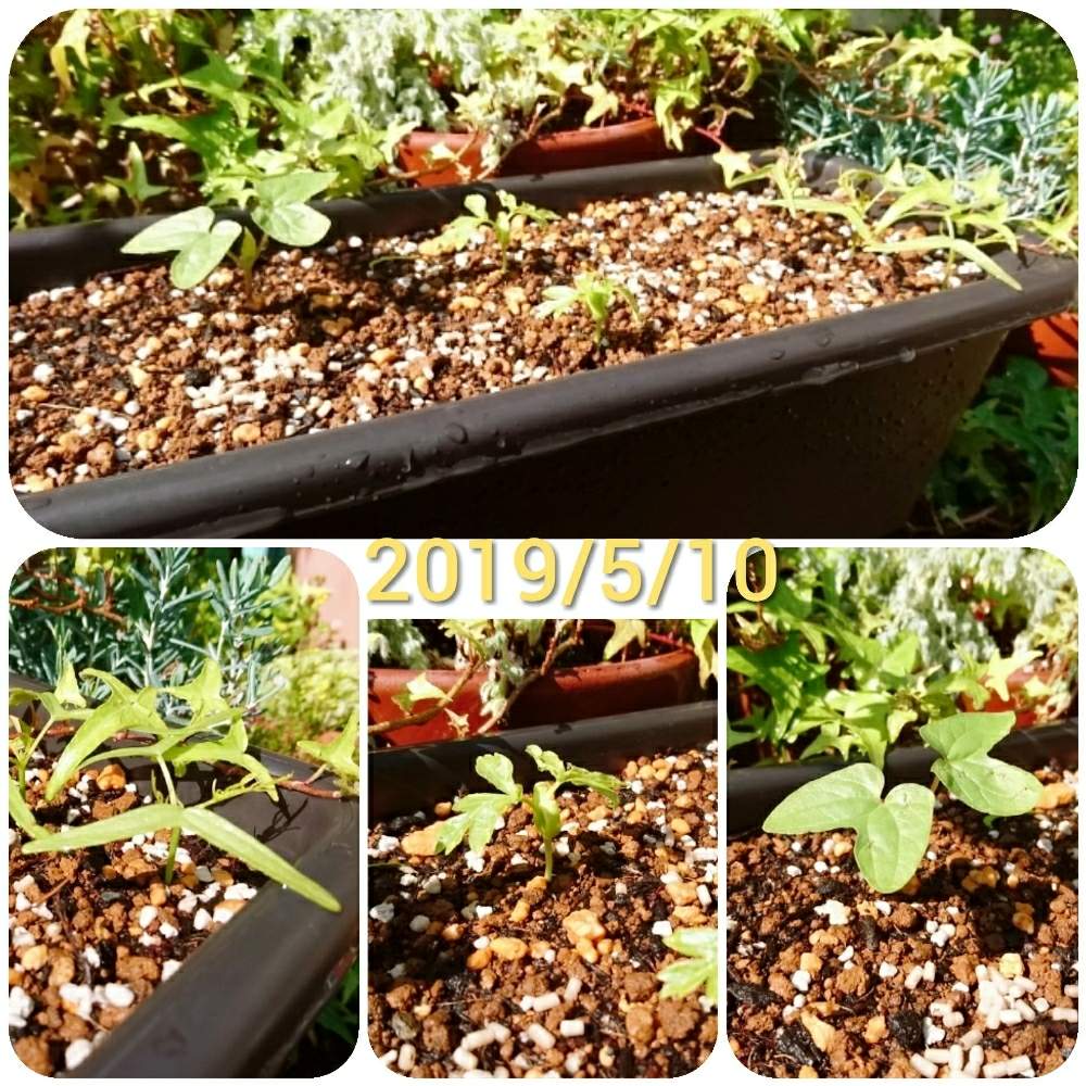 ルコウソウの投稿画像 By Kawokawoさん フウセンカズラと朝顔と発芽と夏の花と鉢植えと発芽と夏の花と鉢植え 19月5月10日 Greensnap グリーンスナップ Greensnap グリーンスナップ