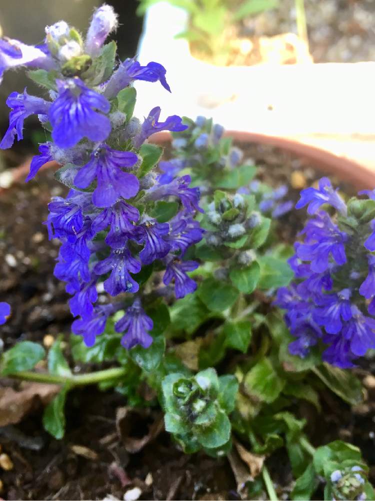 これまでで最高のアジュガ 花 すべての美しい花の画像