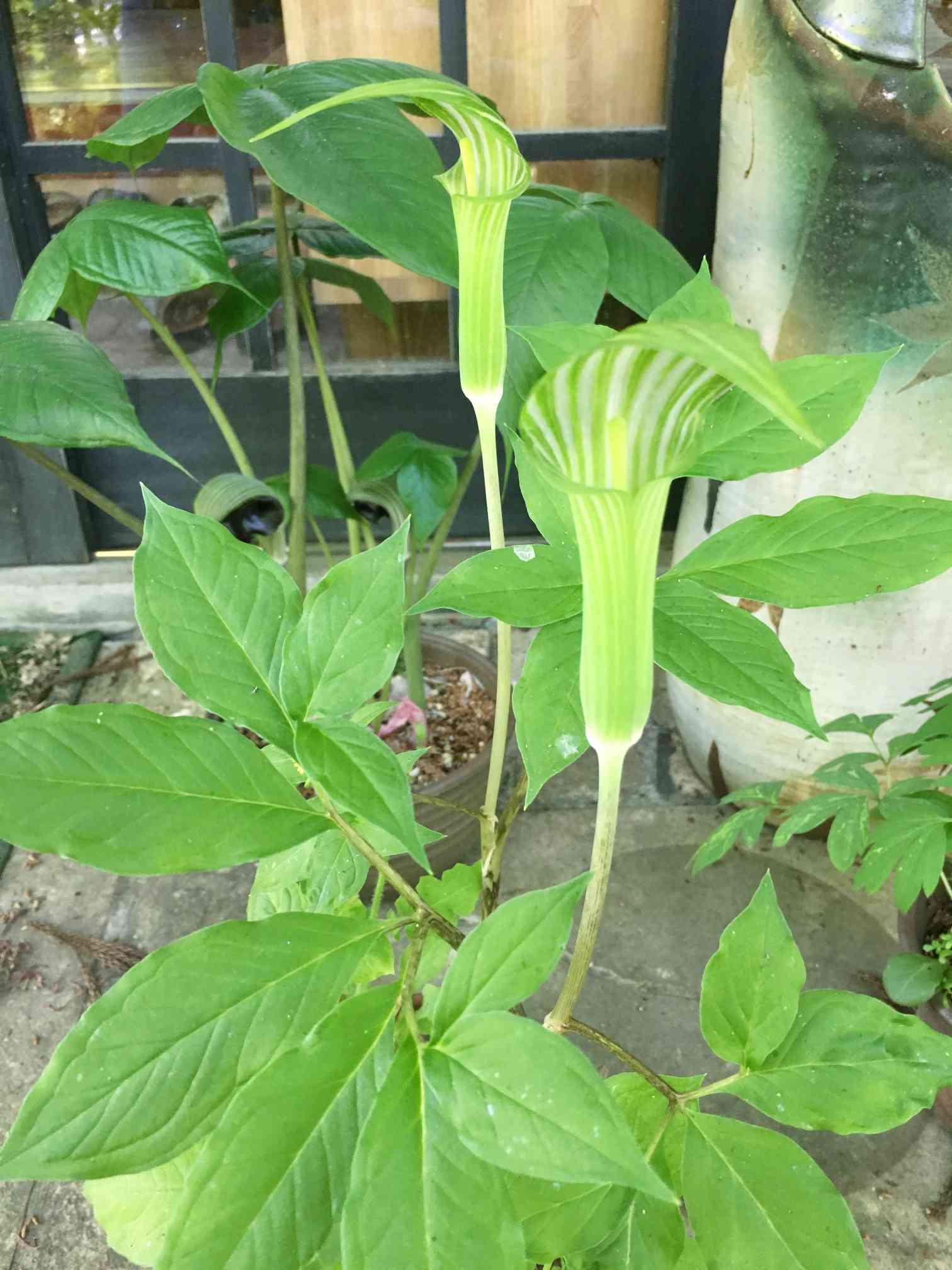 マムシソウの投稿画像 By みおりんさん お出かけ先と山野草と春の山野草と初めて見た と涼しげと山野草と春の山野草と初めて見た と涼しげ 19月5月10日 Greensnap グリーンスナップ Greensnap グリーンスナップ