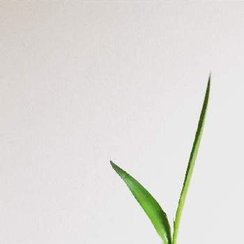 Manfreda maculosaの画像 by yoshiさん | バルコニー/ベランダとManfreda maculosaとボタニカルライフとGreenSnapMarcheYEBISUとマンフレダ属とリュウゼツラン科とマクローサとGreenSnapmarcheとグリグリグリーン