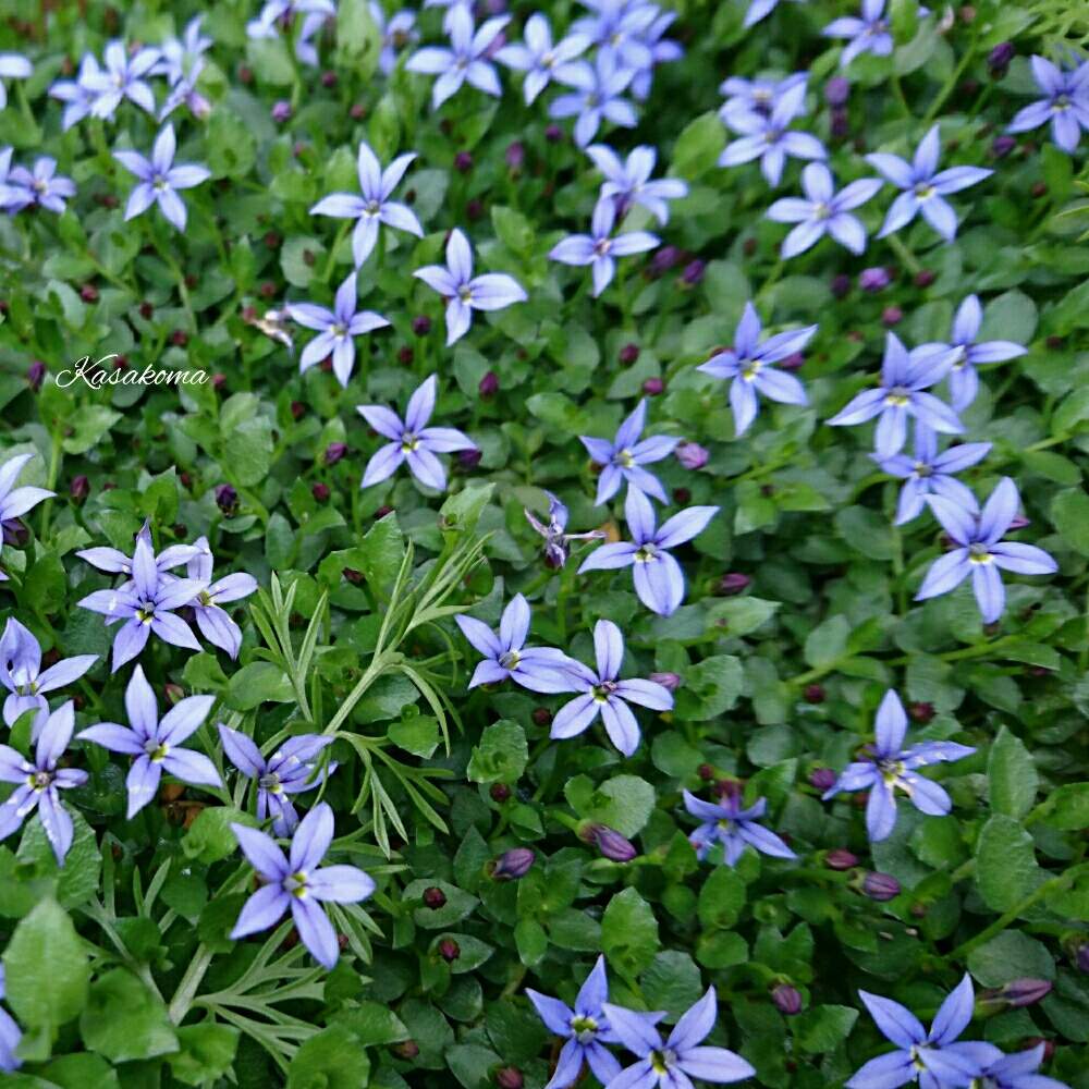 プラティア ネオブルーの投稿画像 By Kasakomaさん いとおしい植物の表情フォトコン19と植中毒と多年草と鉢植えと花のある暮らしとキキョウ科とプラティア属とグランドカバー 19月5月10日 Greensnap グリーンスナップ