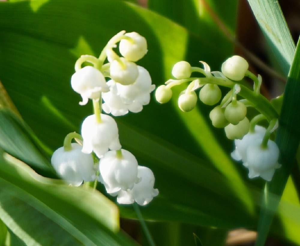 スズランの投稿画像 By Mint Teaさん 写真とお気に入り と花壇と元気な花とガーデニングと花のある暮らしとキレイな葉っぱと白い花と地植えと春の花 19月5月10日 Greensnap グリーンスナップ