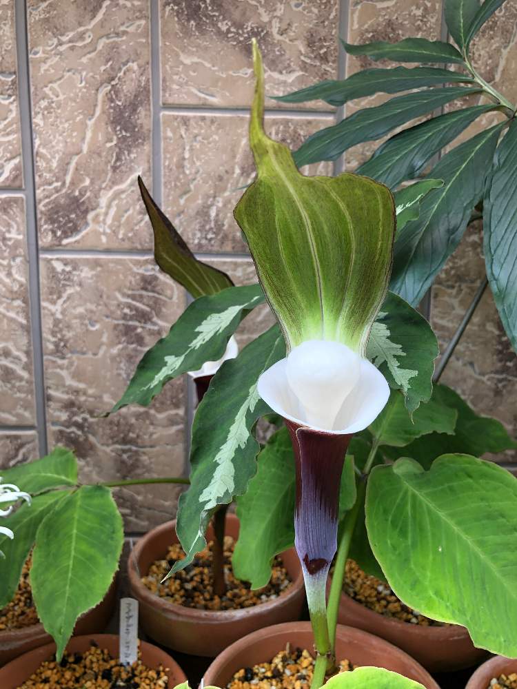 ユキモチソウの投稿画像 By Bukkieさん 小さな庭と花のある暮らしと山野草と山野草男子と花のある暮らしと山野草と山野草男子 19月5月10日 Greensnap グリーンスナップ Greensnap グリーンスナップ ユキモチソウの投稿画像 By Bukkieさん 小さな庭と花のある暮らしと山野草と山野草男子と花のある暮らしと山野草と山野草男子 19月5月10日 Greensnap グリーンスナップ Greensnap グリーンスナップ