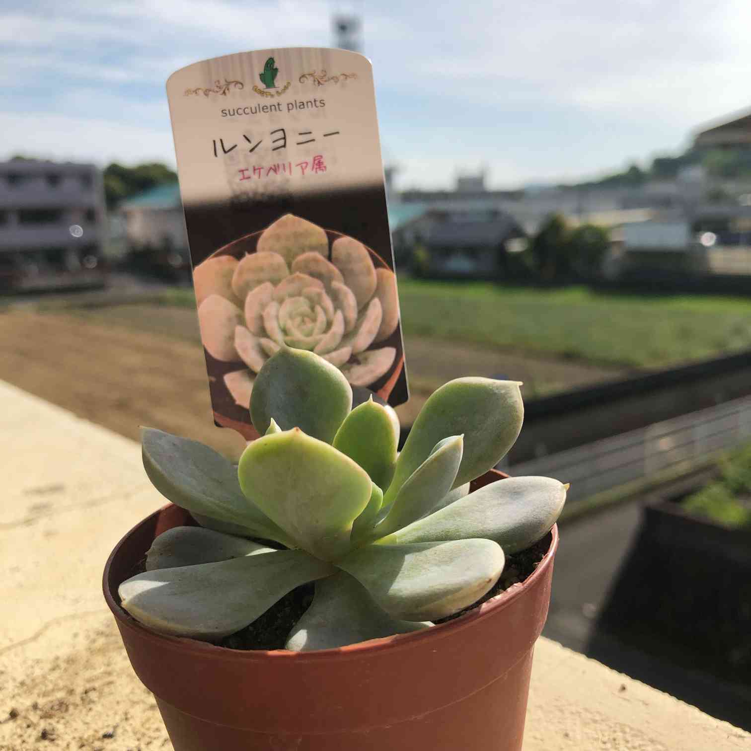 多肉植物・ルンヨニー】の生長を追いかけるよぅ🌵｜🍀GreenSnap