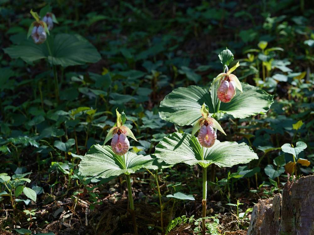 インテリア フォト 写真 花（熊谷草) atodorally.com.ar