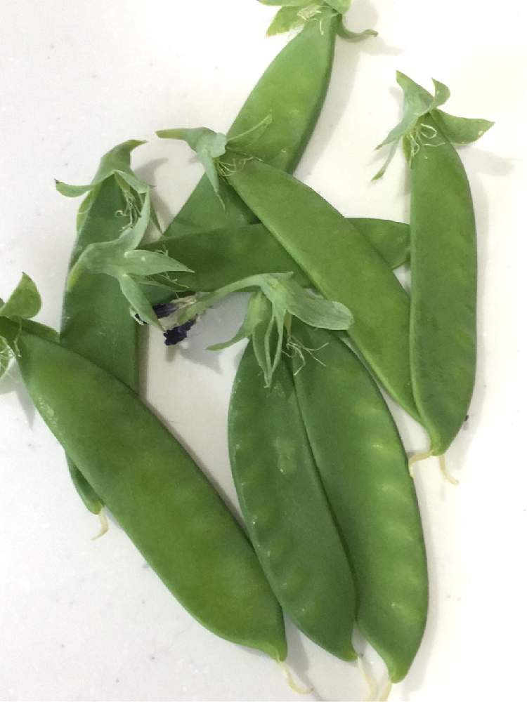 絹さやの投稿画像 By くぅさん マメ科と黒ニャンコ隊と緑も好きと家庭菜園初心者と家庭菜園奮闘日記とうどん県人会とオシャレな庭が欲しい 19月5月10日 Greensnap グリーンスナップ