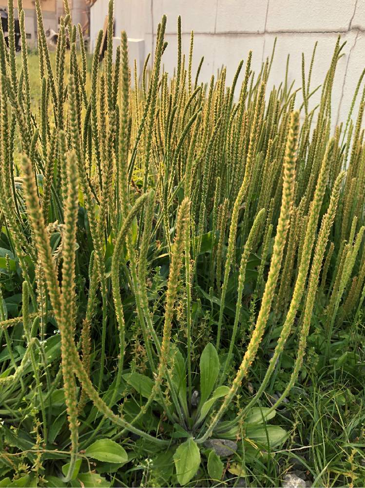 ツボミオオバコの投稿画像 By ぼんやりりりさん オオバコ科 19月5月10日 Greensnap グリーンスナップ