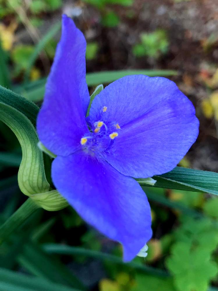 春に咲く花の投稿画像 By Sachieさん 青い花と春の庭とツユクサ科と花のある暮らし 19月5月 10日 Greensnap グリーンスナップ