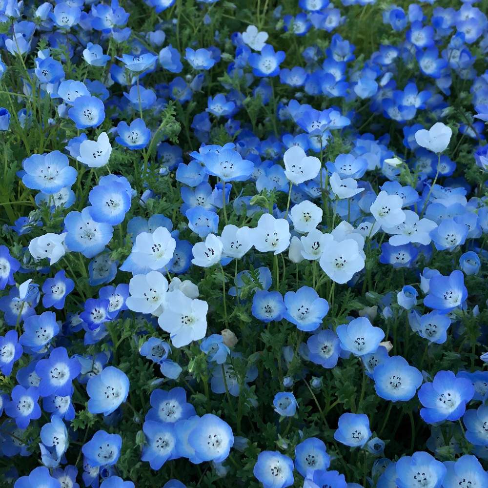 お花が癒しの投稿画像 By ぴこさん 花中毒と近くの植物園 19月5月10日 Greensnap グリーンスナップ