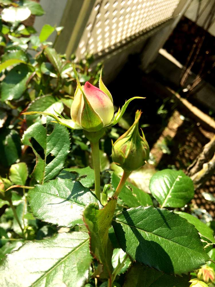 ピェール ドゥ ロンサールの投稿画像 By Mieeeさん バラ ピエールドゥロンサールとつぼみと虫食いの葉と花のある暮らしとバラ ミニバラと地植え 19月5月10日 Greensnap グリーンスナップ