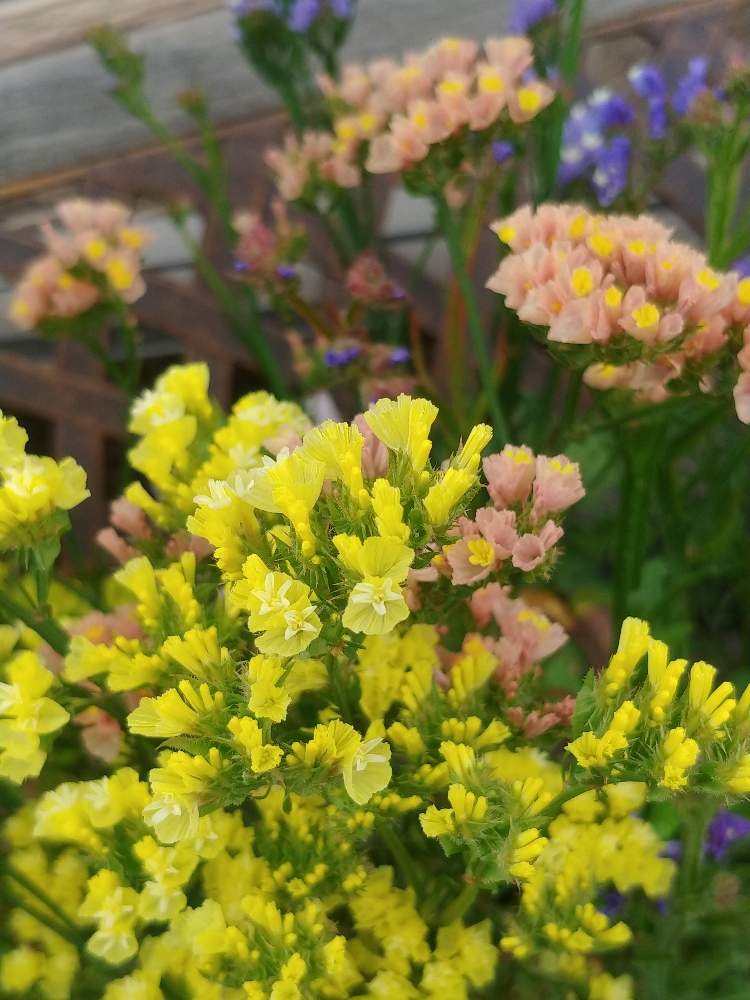 美しい花の画像 驚くばかりチース 花