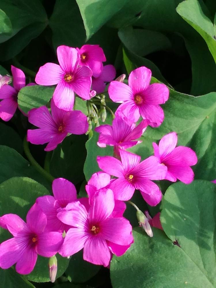 オキザリスの投稿画像 By マーガレット黒川さん イモカタバミとお出かけ先とムラサキの花とピンク色の花と花のある暮らしと花の名前を覚えたいと小花好きと ムラサキの花とピンク色の花と花のある暮らしと花の名前を覚えたいと小花好き 19月5月11日 Greensnap