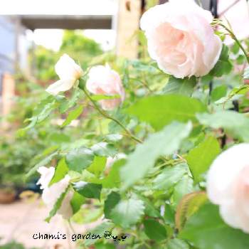 バラ マダムアルフレッドキャリエールの画像 by chamiさん | 小さな庭と薔薇愛同盟とバラ マダムアルフレッドキャリエールと薔薇に魅せられてとマイガーデンとナチュラルガーデンとナチュラルスタイルとバラが好きと花のある暮らしと薔薇♪
