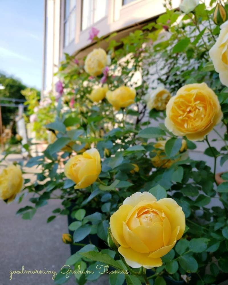 グラハム トーマスの投稿画像 By Hanamizukiさん ばら バラ 薔薇と黄色い花とバラ鉢植えと鉢植えと花のある暮らしと薔薇 と挿し木の薔薇と薔薇 あどとカインズバラコンテスト19 19月5月11日 Greensnap グリーンスナップ