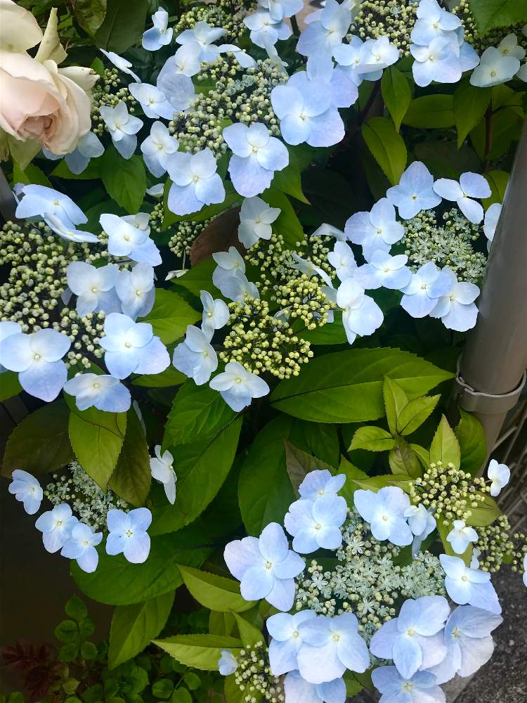 紫陽花の投稿画像 By ひろちゃんさん 冬アジサイ ブルーエレガンスとクロッシェと空色と青い花マニアと青い花と咲いてくれてありがとう 19月5月11日 Greensnap グリーンスナップ