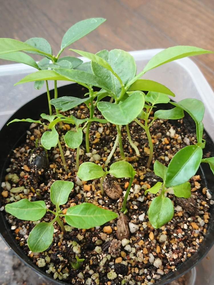 多分柑橘類の投稿画像 By あいらさん 発芽中と実生 19月5月11日 Greensnap グリーンスナップ