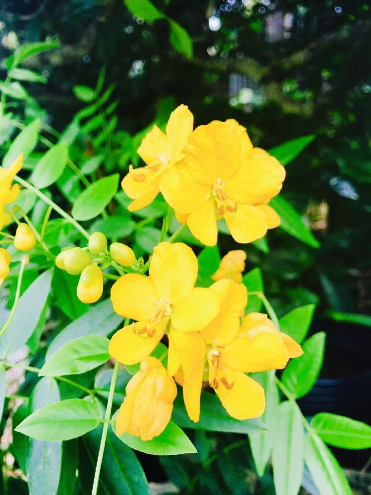 沖縄の投稿画像 By Sunさんさん 花のある暮らしとセンナ属と黄色い花 19月5月11日 Greensnap グリーンスナップ