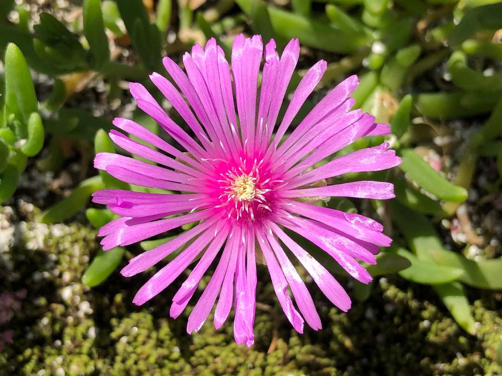 マツバギクの投稿画像 By ぽむさん 花のある暮らしと多肉のある暮らしとピンクの花とグランドカバー 19月5月11日 Greensnap グリーンスナップ