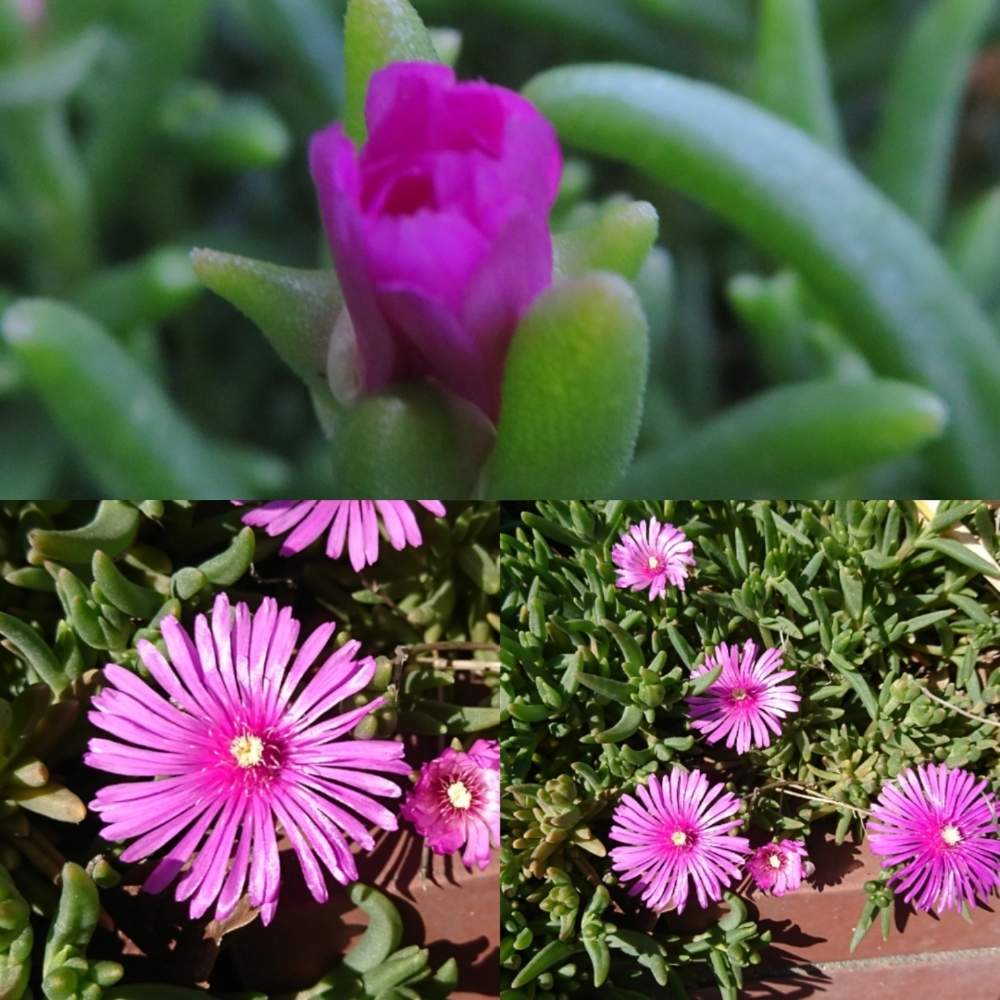 マツバギクの投稿画像 By さいたまつぼみさん お出かけ先と埼玉のつぼみと埼玉万歳とピンクの花 とつぼみと多肉女子と埼玉県とお散歩と埼玉のつぼみと埼玉万歳とピンクの花とつぼみと多肉女子と埼玉県とお散歩 19月5月11日 Greensnap グリーンスナップ