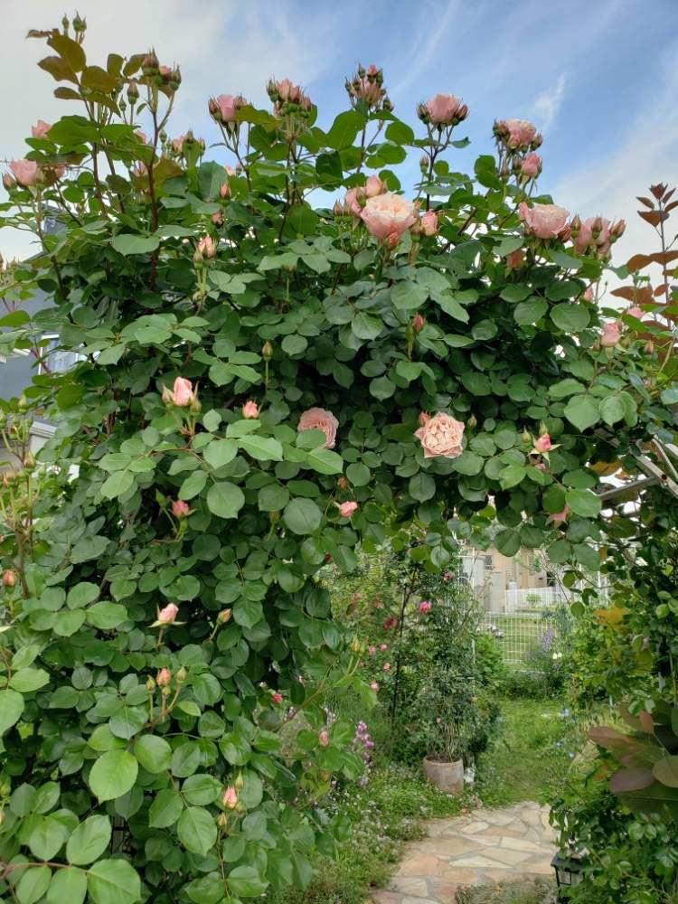 ダフネの投稿画像 By きぃさん 薔薇のアーチと花のある暮らしと薔薇 といやされる 19月5月11日 Greensnap グリーンスナップ
