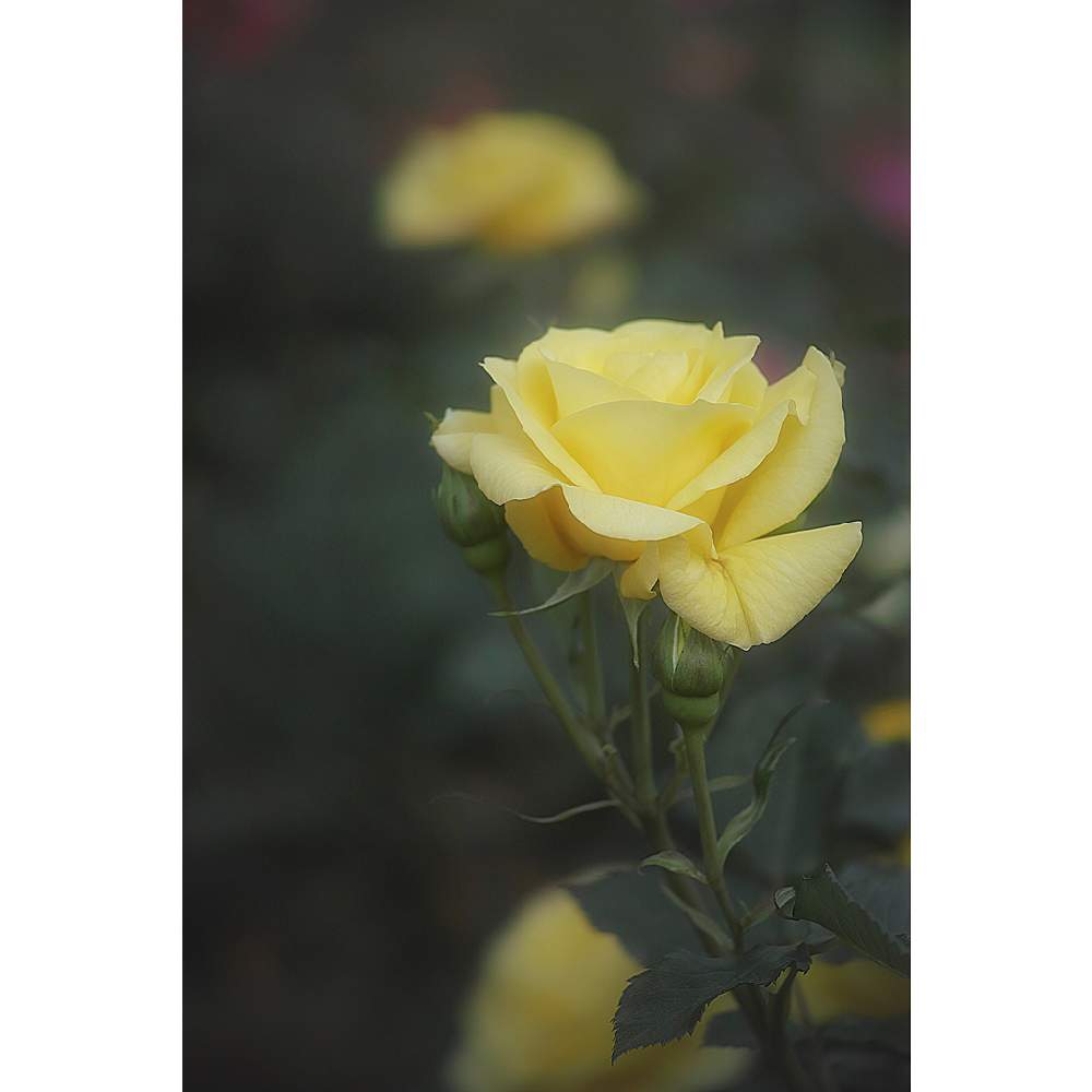 薔薇の投稿画像 By Nesoさん 黄色い薔薇とランドラとnesoの薔薇とばら バラ 薔薇と与野公園とローカルカメラマンかな 笑 と花のある暮らしと バラ ミニバラと黄色いバラ 19月5月11日 Greensnap グリーンスナップ