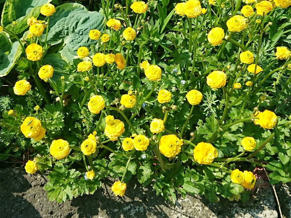 ラナンキュラス ゴールドコインの投稿画像 By み さん 花のある暮らしと初心者と自宅の庭と黄色の花 19月5月11日 Greensnap グリーンスナップ