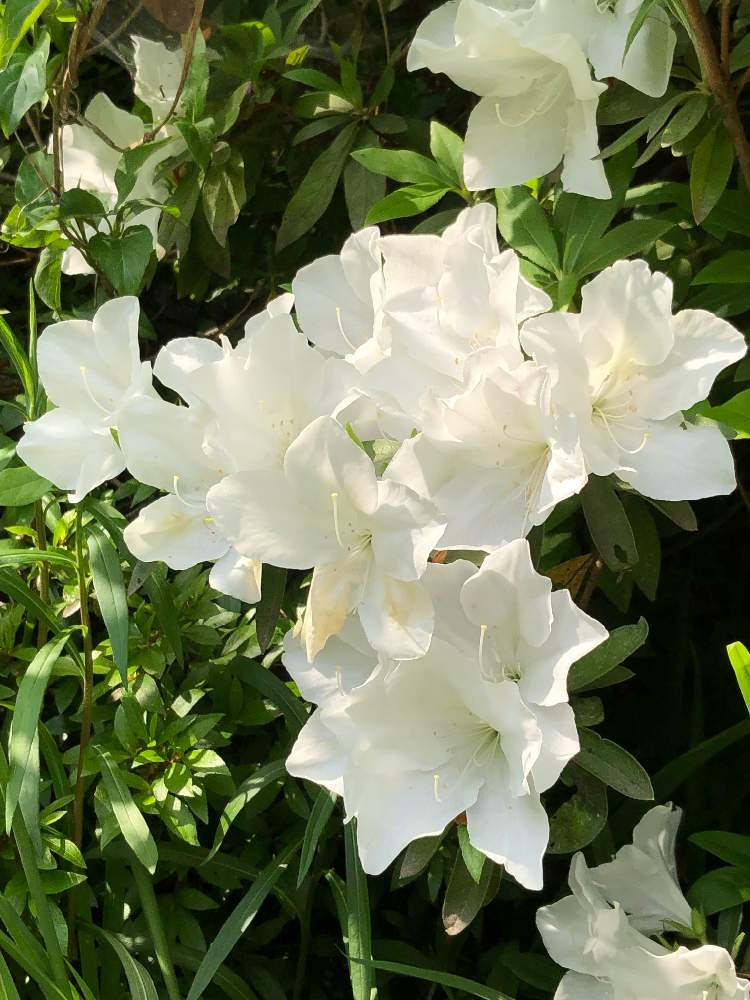 石楠花 シャクナゲ の投稿画像 By Heathさん 白い花と樹の花 19月5月11日 Greensnap グリーンスナップ